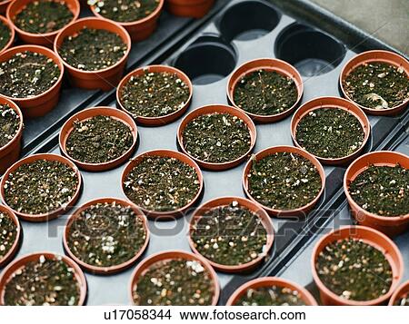Picture - Trays of seeded pots with no growth. Fotosearch