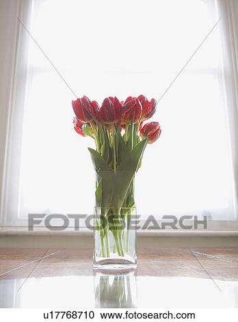 Tulips against window View Large Photo Image Stock Image - Tulips against window. Fotosearch