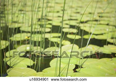 Water lilies View Large Photo Image Stock Image - Water lilies. Fotosearch