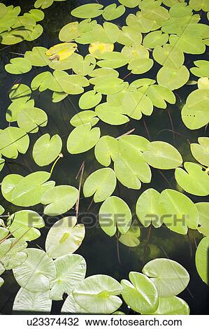 Water Lilies View Large Photo Image Stock Image - Water Lilies. Fotosearch