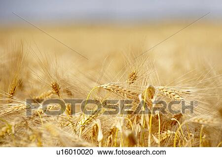 Wheat field View Large Photo Image Stock Image - Wheat field. Fotosearch