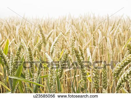 Wheat Field View Large Photo Image Stock Photograph - Wheat Field. Fotosearch