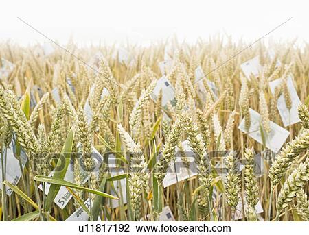 Stock Image - Wheat Field with money. Fotosearch