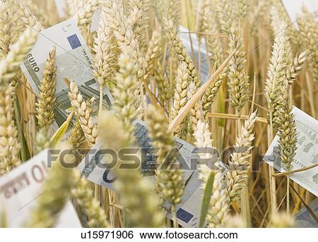 Wheat Field with money View Large Photo Image Stock Photograph - Wheat Field with money. Fotosearch