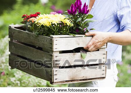 woman carrying a basket of flowers View Large Photo Image Stock Photography - woman carrying a basket of flowers. Fotosearch