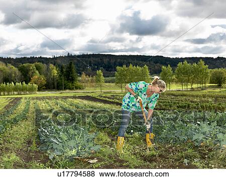 Woman digging in garden View Large Photo Image Stock Photo - Woman digging in garden. Fotosearch