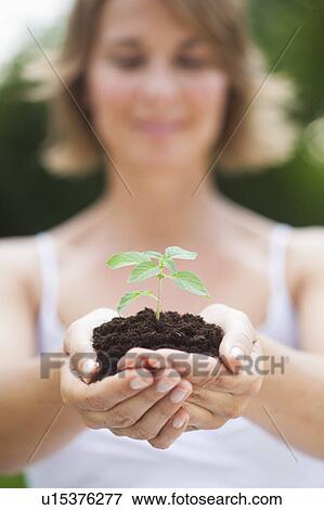 woman holding sapling in heap of earth View Large Photo Image Stock Photo - woman holding sapling in heap of earth. Fotosearch