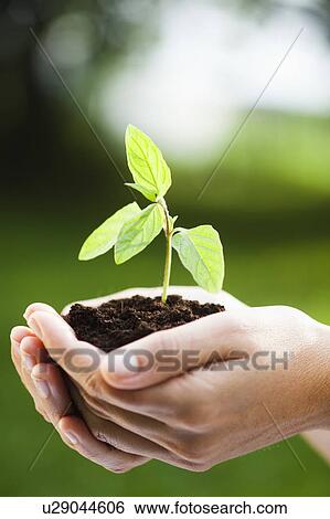 woman holding sapling in heap of earth View Large Photo Image Stock Photograph - woman holding sapling in heap of earth. Fotosearch