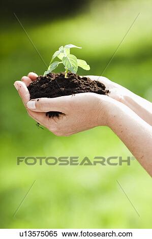 Stock Photography - woman holding sapling in heap of earth. Fotosearch