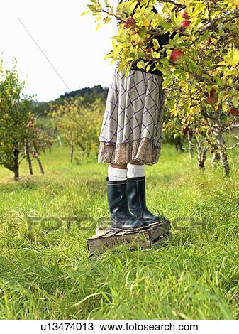 Woman picking apples View Large Photo Image Stock Image - Woman picking apples. Fotosearch