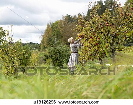 Woman picking apples View Large Photo Image Stock Photograph - Woman picking apples. Fotosearch