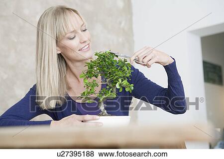woman with bonsai View Large Photo Image Stock Photo - woman with bonsai. Fotosearch