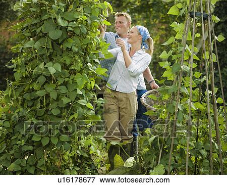 Young couple pruning a bean plant View Large Photo Image Stock Photo - Young couple pruning a bean plant. Fotosearch