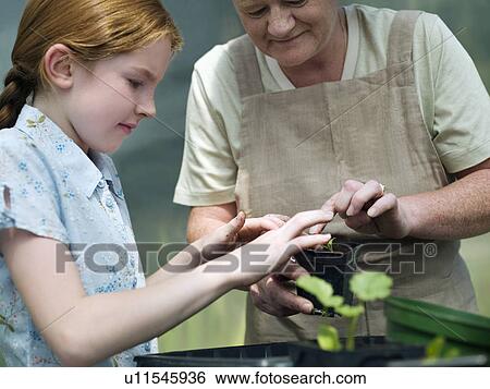 Young girl and woman potting a plant View Large Photo Image Stock Photograph - Young girl and woman potting a plant. Fotosearch