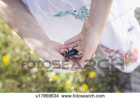 A young girl holding a beetle View Large Photo Image Picture - A young girl holding a beetle. Fotosearch