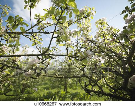 Stock Photo - Apple Blossom In Orchard. Fotosearch