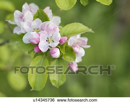 Apple Blossom View Large Photo Image Stock Photograph - Apple Blossom. Fotosearch