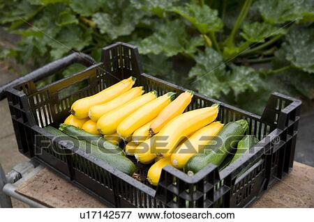 Stock Photo - basket of green and yellow zucchini. Fotosearch