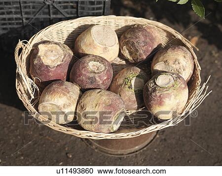 Basket Of Harvested Swedes View Large Photo Image Stock Image - Basket Of Harvested Swedes. Fotosearch