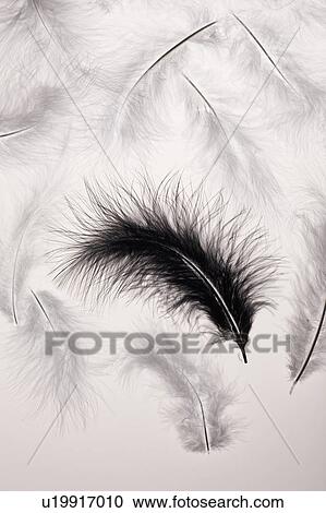 Black and white feathers View Large Photo Image Stock Image - Black and white feathers. Fotosearch