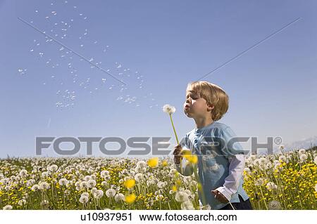 boy blowing dandelion seeds View Large Photo Image Stock Image - boy blowing dandelion seeds. Fotosearch