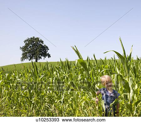 boy playing in corn field View Large Photo Image Stock Image - boy playing in corn field. Fotosearch