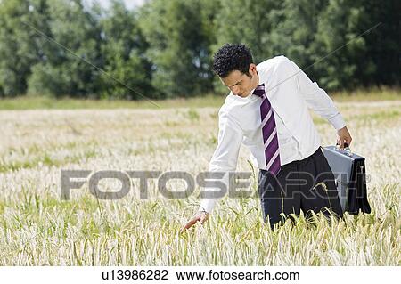 businessman in cornfield View Large Photo Image Stock Image - businessman in cornfield. Fotosearch