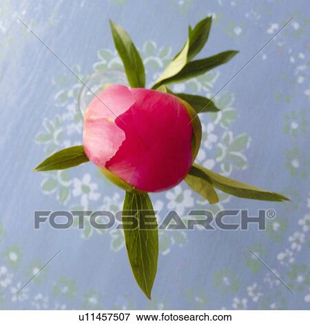 closed peony blossom View Large Photo Image Stock Photo - closed peony blossom. Fotosearch