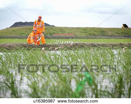 Stock Photo - Coal Miners And Water Purification Bed. Fotosearch
