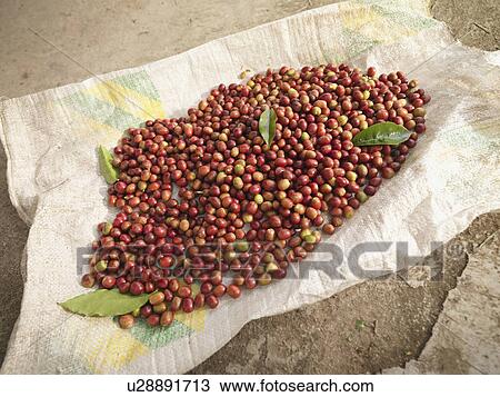 Coffee Beans On Sack View Large Photo Image Stock Image - Coffee Beans On Sack. Fotosearch