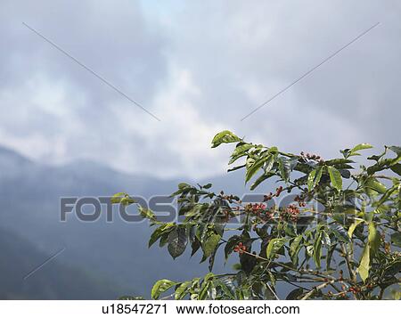 Coffee Beans On Tree View Large Photo Image Stock Image - Coffee Beans On Tree. Fotosearch