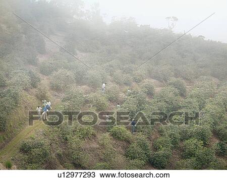 Coffee Plantation With Workers View Large Photo Image Stock Image - Coffee Plantation With Workers. Fotosearch