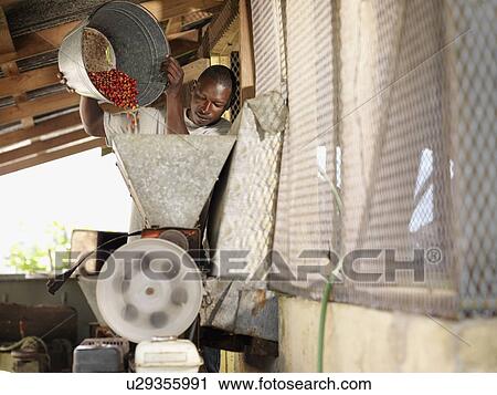 Coffee Worker Processing Coffee Beans View Large Photo Image Stock Image - Coffee Worker Processing Coffee Beans. Fotosearch