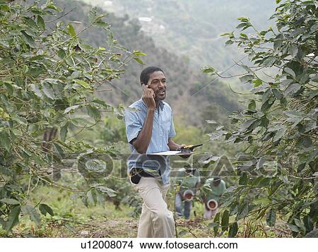 Picture - Coffee Worker Supervisor In Plantation. Fotosearch