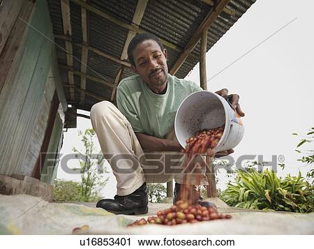 Stock Image - Coffee Worker With Coffee Beans. Fotosearch