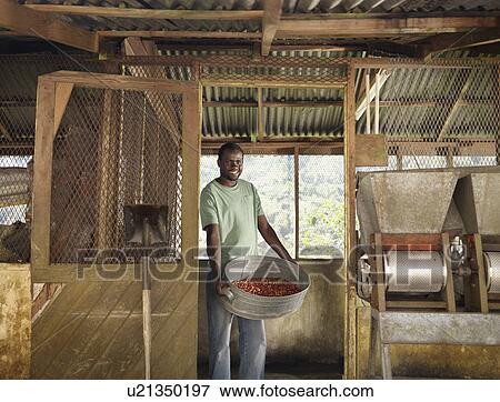 Coffee Worker With Coffee Beans View Large Photo Image Stock Photo - Coffee Worker With Coffee Beans. Fotosearch