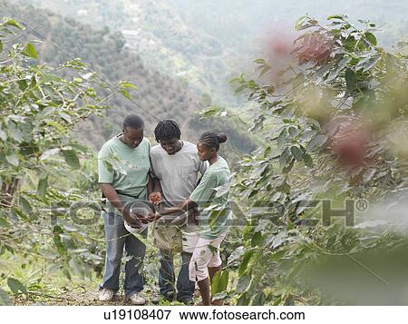 Stock Photo - Coffee Workers Inspecting Beans. Fotosearch