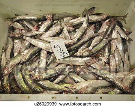Stock Photo - Container Full Of Fish. Fotosearch