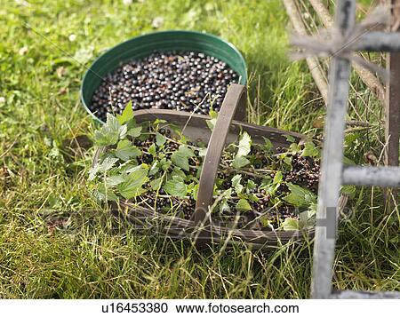 Containers With Harvested Blackcurrants View Large Photo Image Stock Image - Containers With Harvested Blackcurrants. Fotosearch