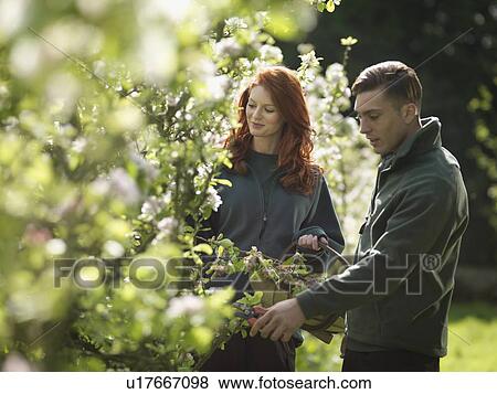 Stock Photo - Couple Cutting Apple Blossom In Orchard. Fotosearch