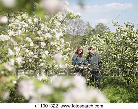 Stock Image - Couple With Apple Blossom In Orchard. Fotosearch