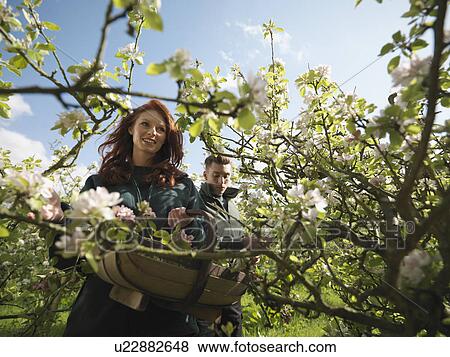 Couple With Apple Blossom In Orchard View Large Photo Image Stock Photo - Couple With Apple Blossom In Orchard. Fotosearch