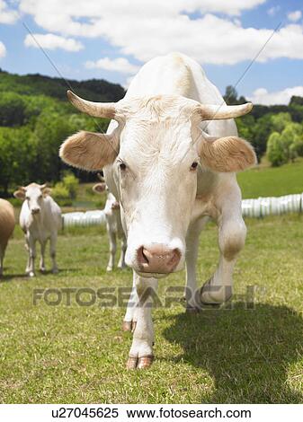 cow charging in field View Large Photo Image Stock Photography - cow charging in field. Fotosearch
