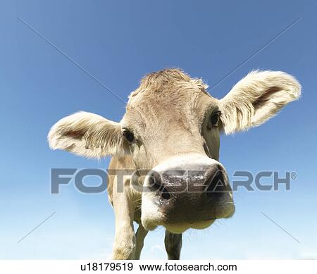 Stock Photo - Cow in field, close-up. Fotosearch