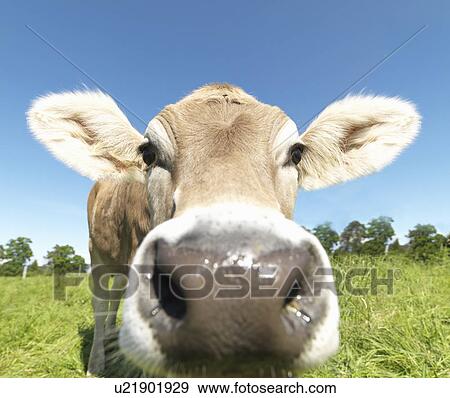 Stock Photo - Cow in field, close-up. Fotosearch