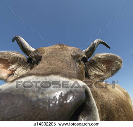 Stock Photography - Cow in field, close-up. Fotosearch