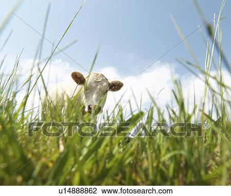 Cow in field View Large Photo Image Stock Image - Cow in field. Fotosearch