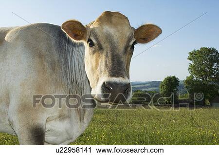 Stock Image - Cow in field. Fotosearch