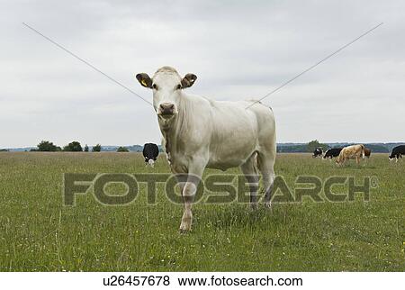 Stock Photo - Cow in field. Fotosearch