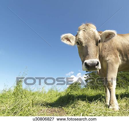 Cow in field View Large Photo Image Stock Photo - Cow in field. Fotosearch